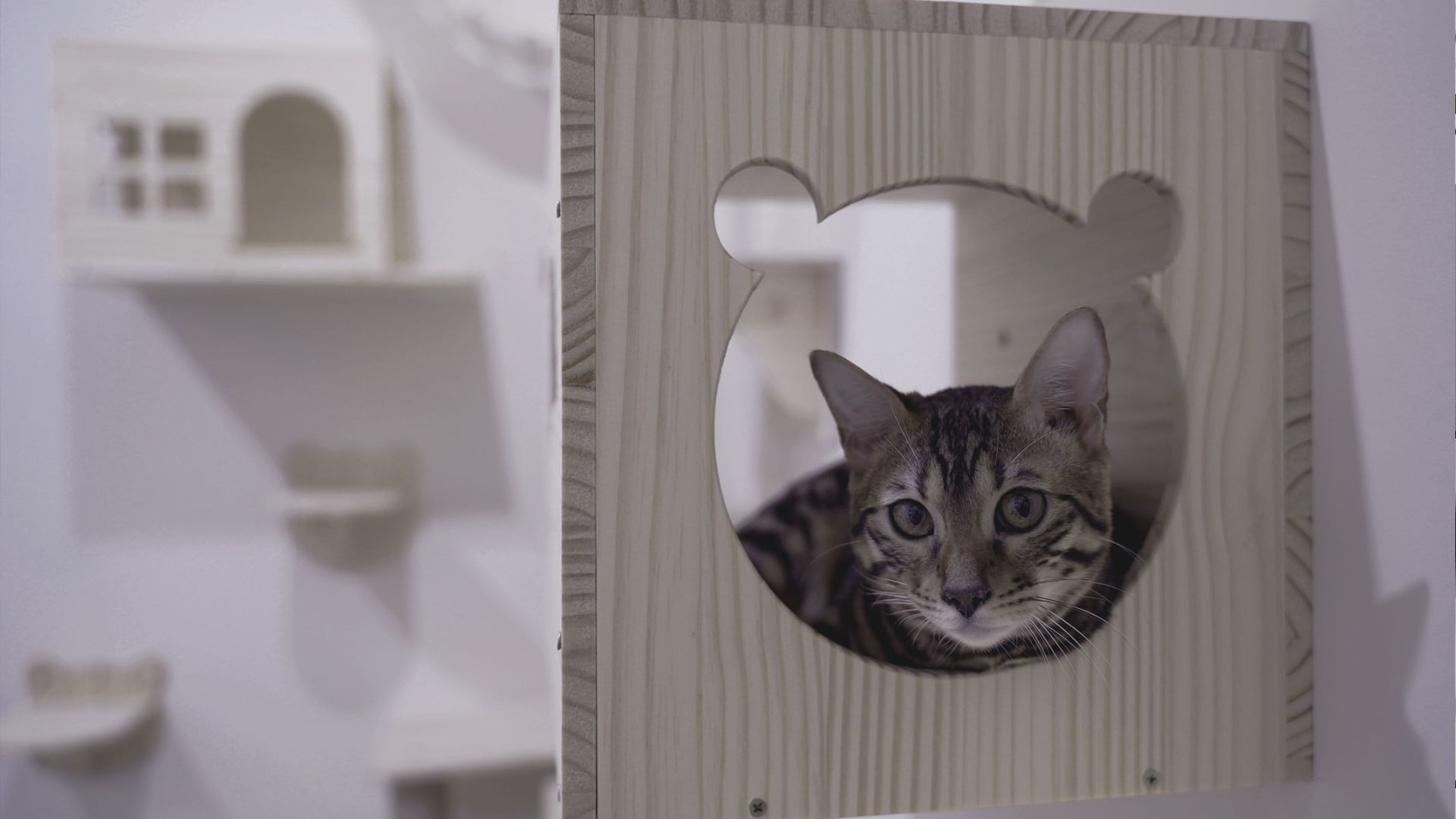 ペット家具・造作（PET FURNITURE）のイメージ